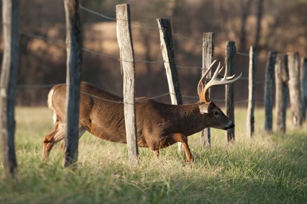 Illinois Whitetail Hunts