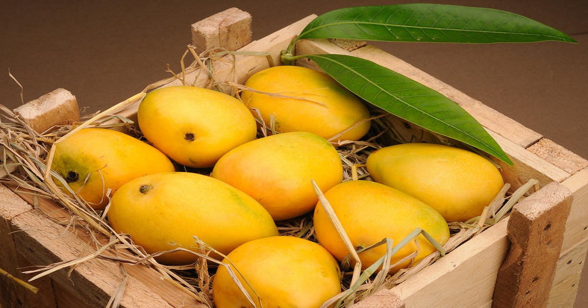 An image of Mango Companies in Pakistan
