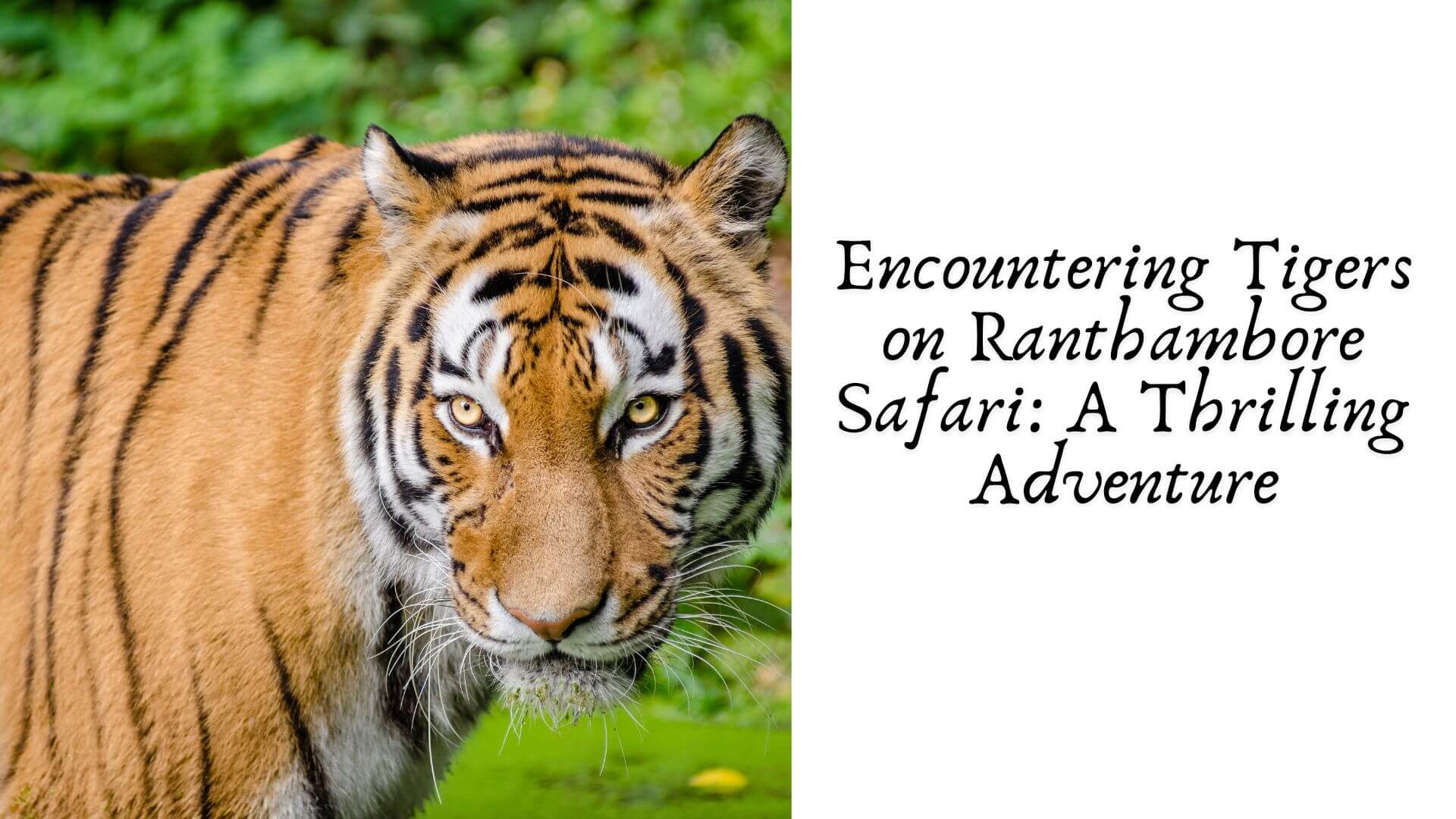 Encountering Tigers on Ranthambore Safari: A Thrilling Adventure